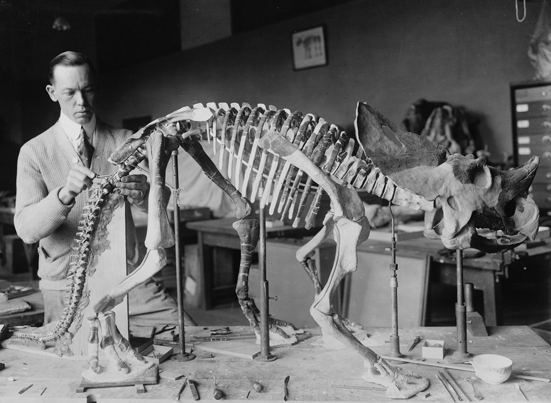 Norman Ross prepara el esqueleto de un bebé de Brachyceratops para una exposición el 1921 | Library of the Congress
