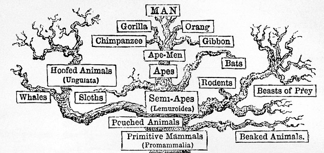 Árbol de la vida, Ernst Haeckel (The Evolution of Man, 1879).