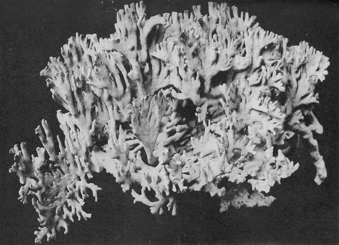 Millepora Alcicornis Linn, 1902