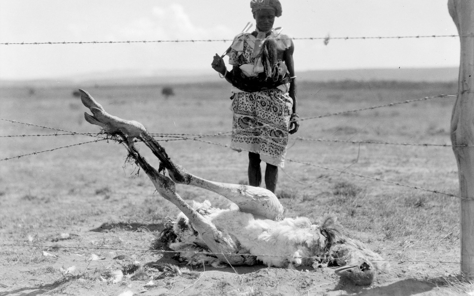 Un estruç mort amb els peus enredats en filferro de pues. Rift Valley, 1936