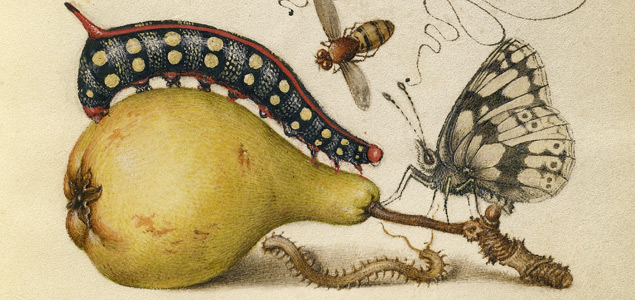 Fly, Caterpillar, Pear and Centipede (fragment) Dins: Mira calligraphiae monumenta (1561-1596). Font: The J. Paul Getty Museum, Los Angeles. Getty Open Content Program.