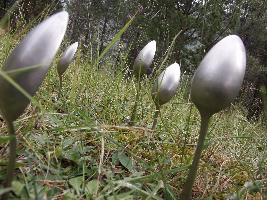 Spoons in the meadow | Daniel Barbé Farré