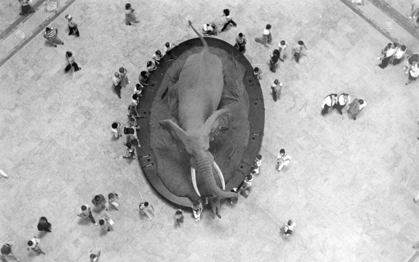 Vista aèria d'un elefant al National Museum of Natural History's Rotunda, 1981. The Smithsonian Institution Archives. Sense restriccions conegudes de drets d'autor.