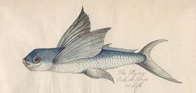 Fragmento de Flying-Fish as large as life, ilustración (autor desconocido, 1765-1775) perteneciente a la Pope Brown Collection of South Carolina Natural History.