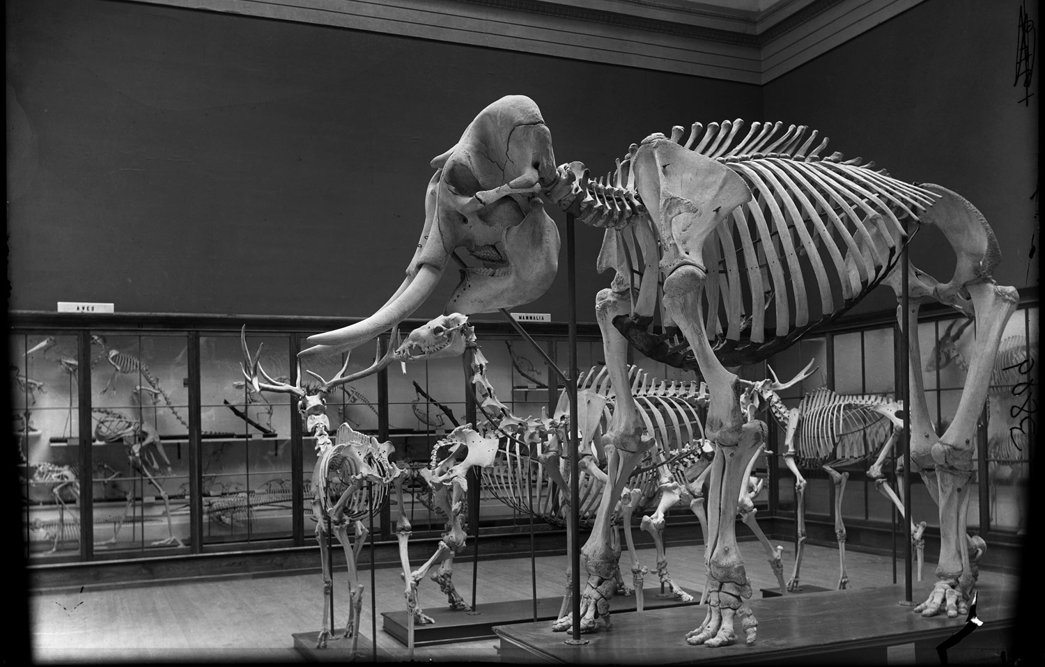 Paleo skeletons, mastodon or elephant skeleton, Irish Elk. The Field Columbian Museum, 1898 