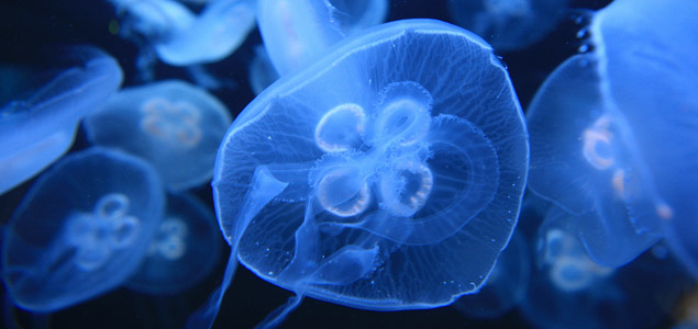 La medusa comú (Aurelia aurita). cliff1066™.