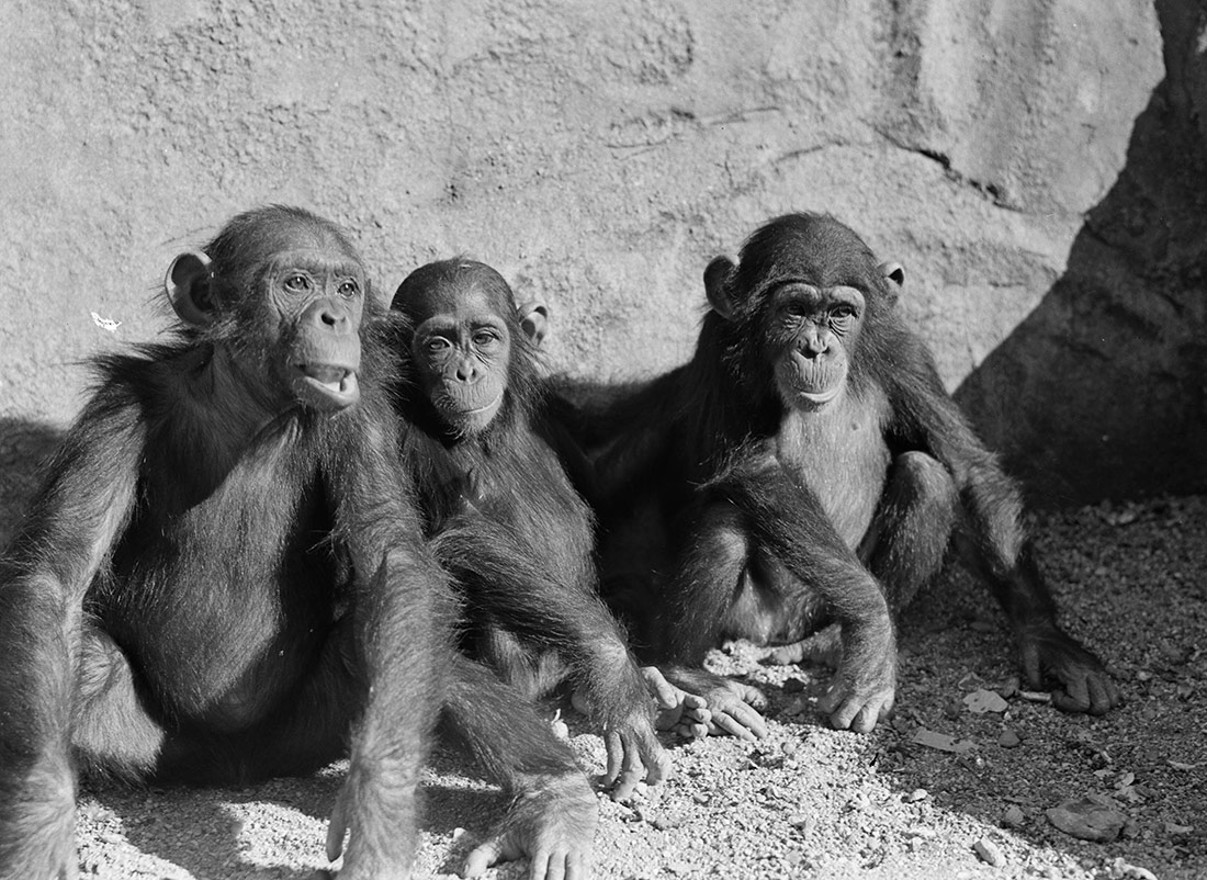 Three monkeys at the zoo, 1936