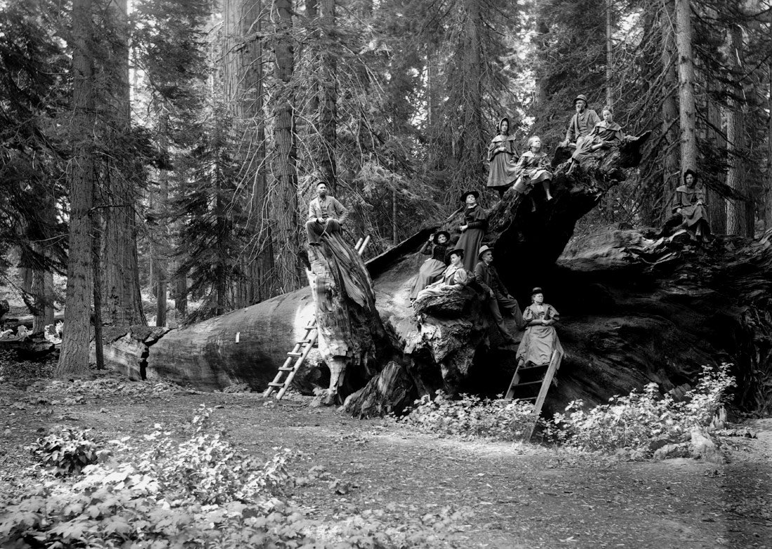 Un grupo de personas sentadas en el árbol caído General Johnson Big Tree en el Parque Nacional de Yosemite, c.1900