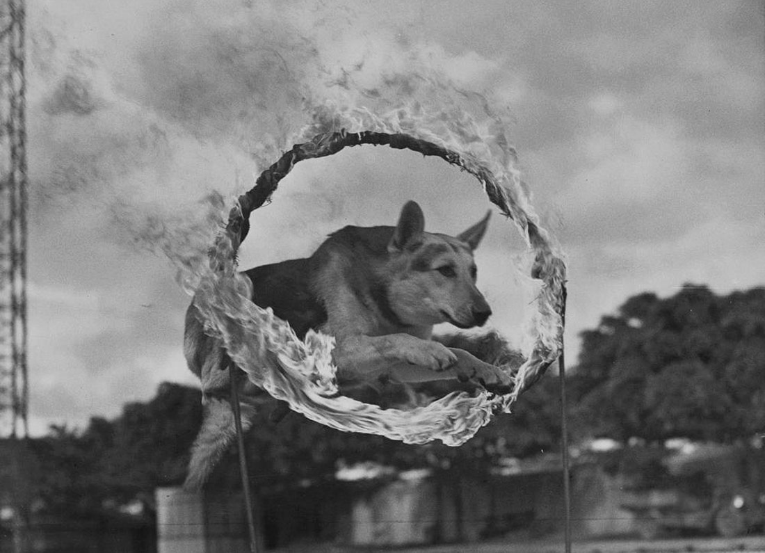 Trick dog jumping through a ring of fire