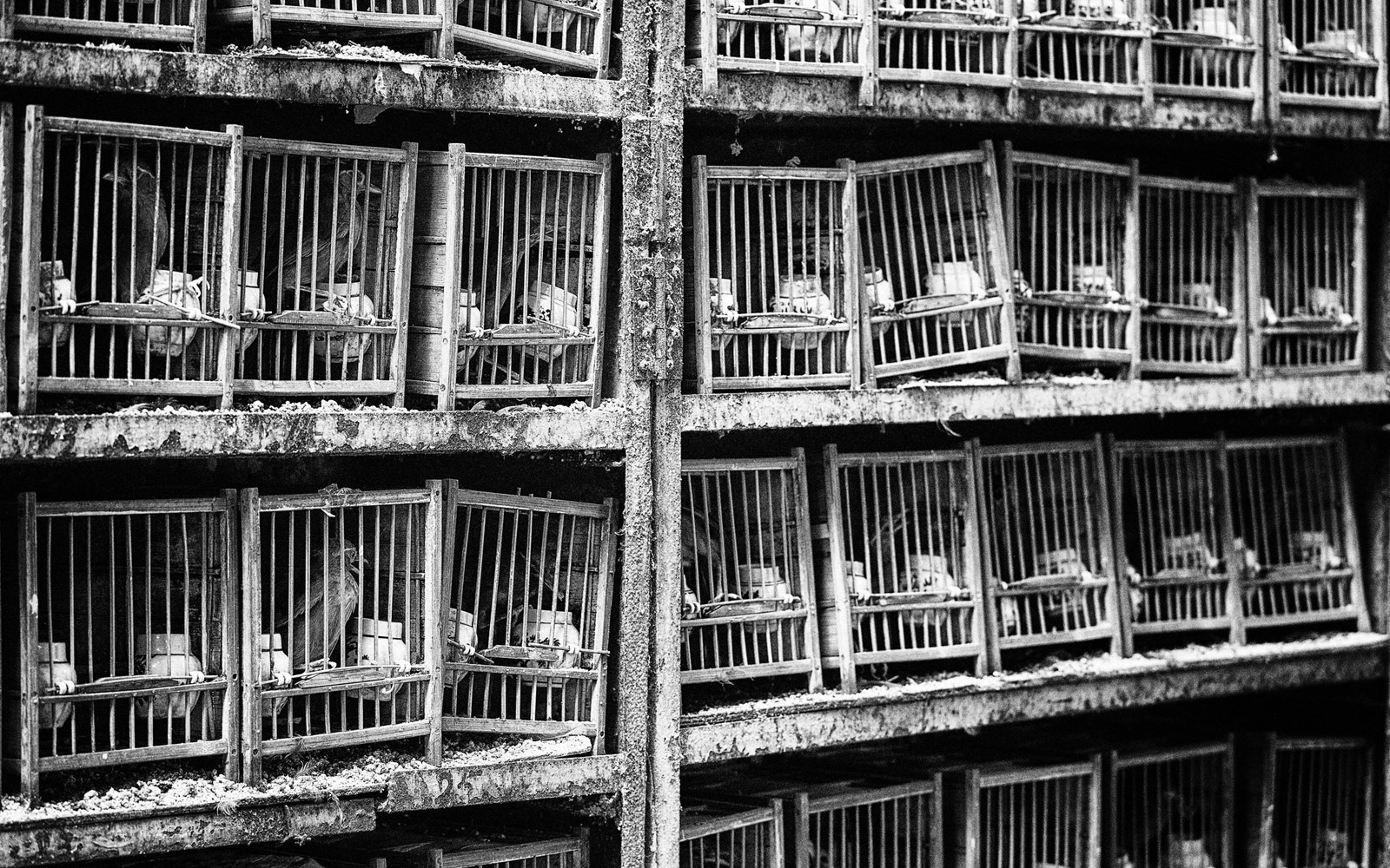 Ocells en les seves gàbies, Xina