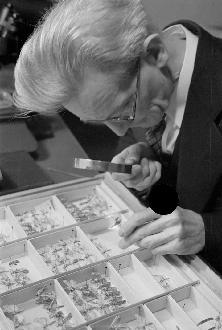Identificació d'insectes, 1938