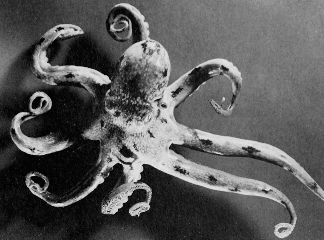 Model of a common octopus, 1972