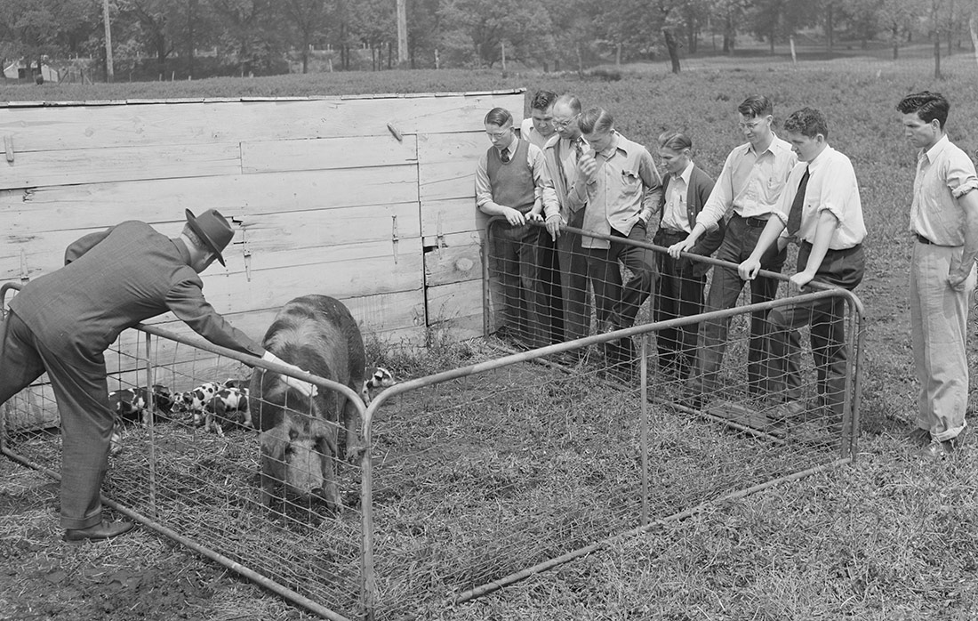 Una clase de cría de animales en una granja de ganadería.. Iowa, 1942